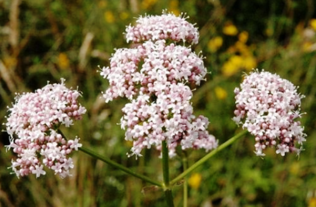 Valeriana wallichi