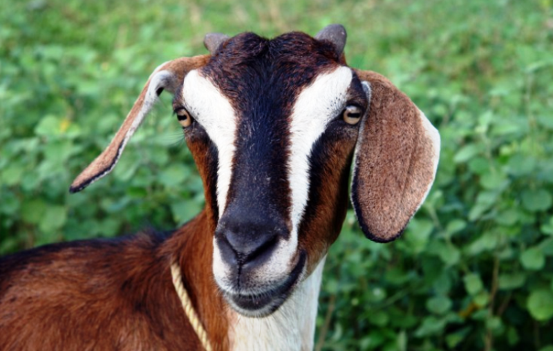 Indian Goat Breeds