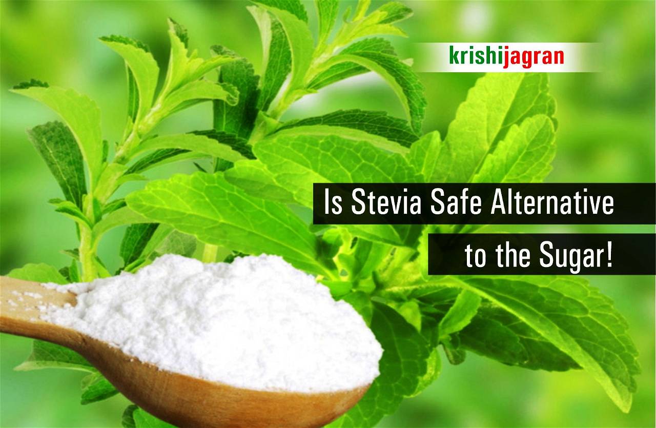 is-stevia-a-good-sugar-substitute