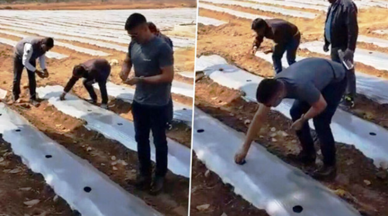 MS Dhoni: Batsman, Keeper, Captain and Now a FARMER; Check out Mahi's Organic Farming Pictures