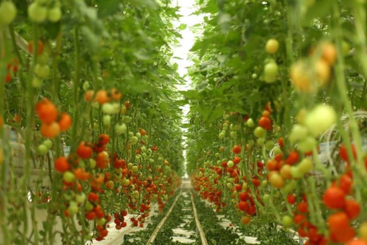 Natures Miracle, Enjoy Fresh Fruits & Vegetables Grown via Hydroponics ...