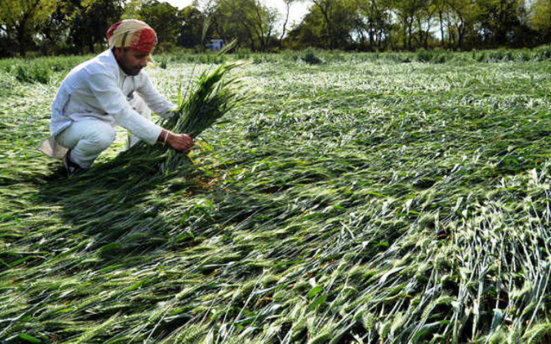 crops