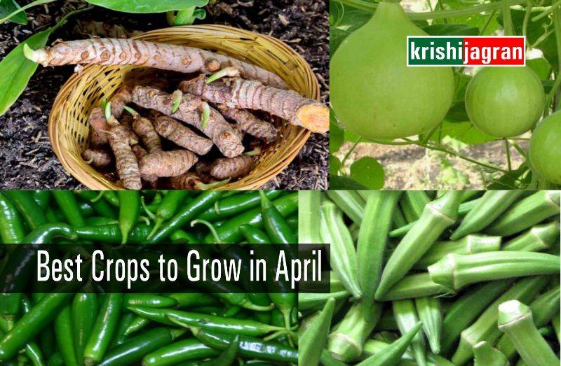 Most Profitable Crops and Vegetables to Grow in April and Its Advanced