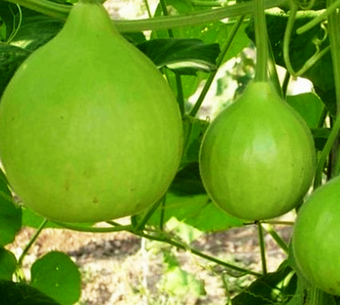 apple gourd