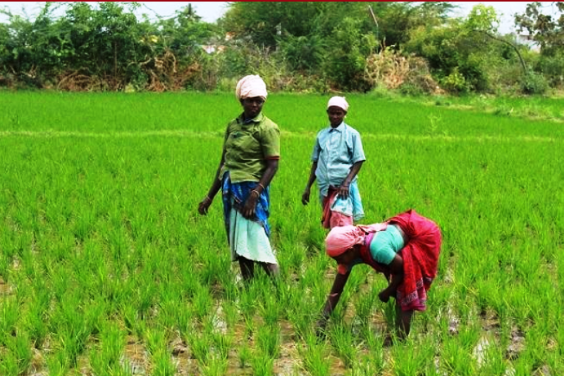 Growing Crops in a Water-stressed Land