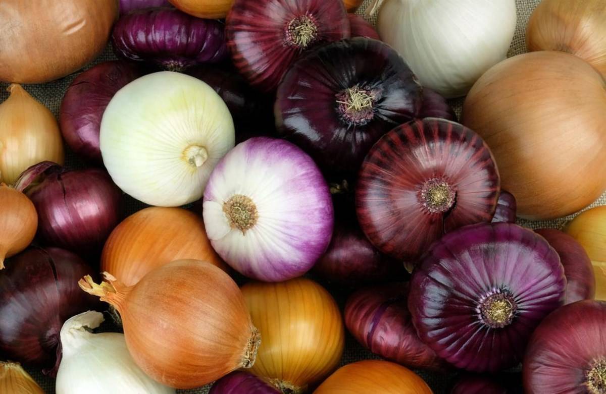 Different Varieties Of Onion