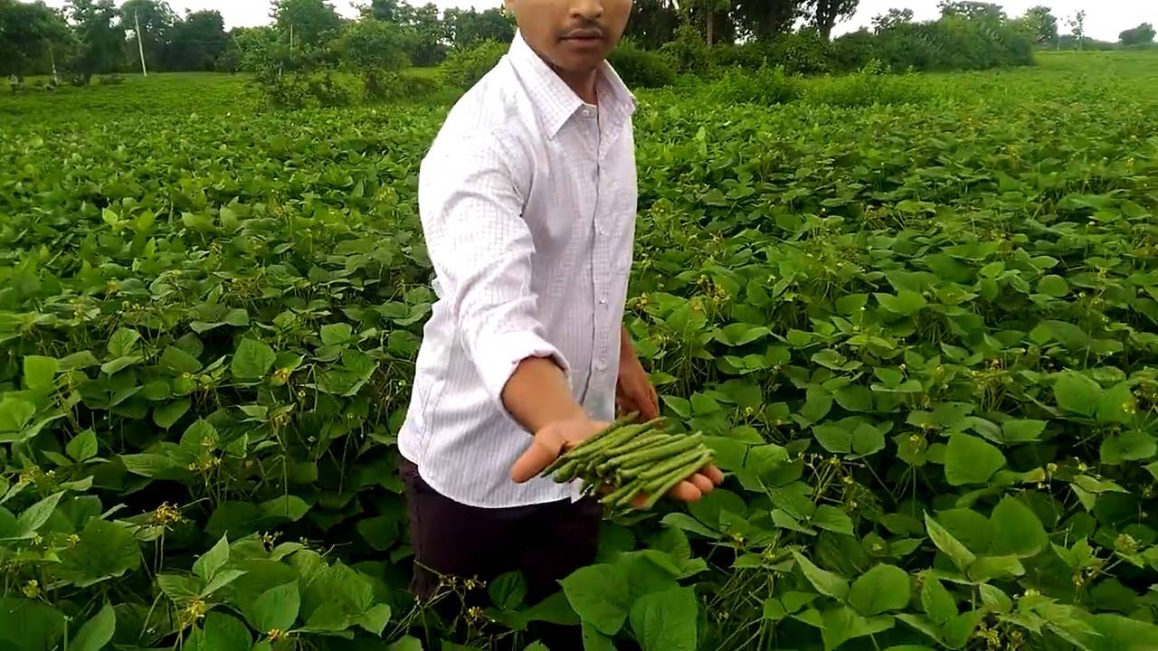 Featured image of post Steps to Make Moong Dal Plant Picture