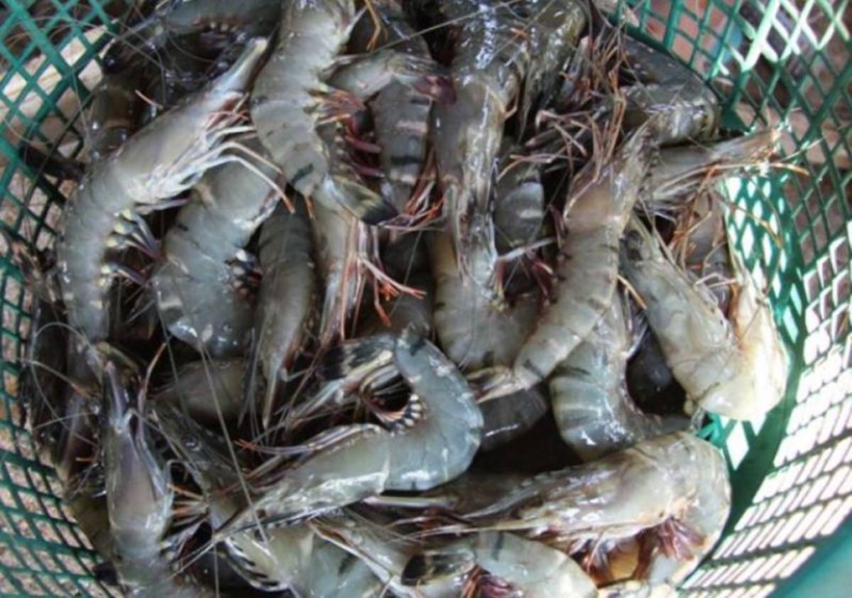 Aquaconnect Launches Helpline Number to Support Shrimp, Fish Farmers ...