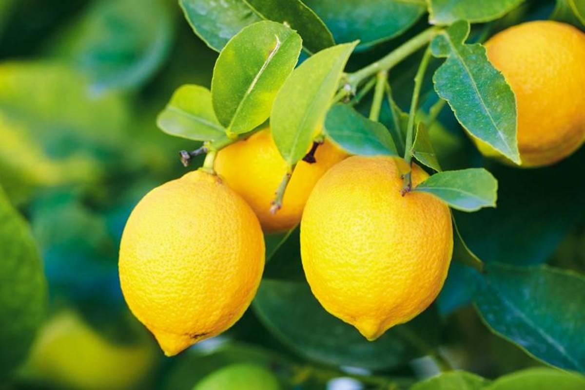 Fresh Lemons on the Branch of a Tree