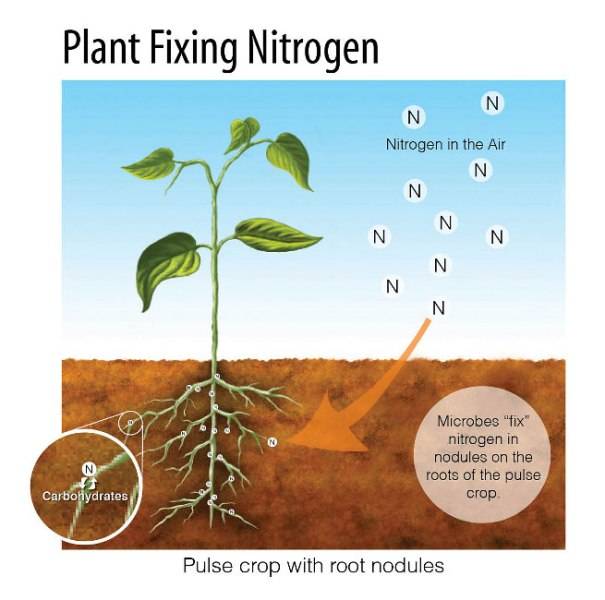 How to Add Nitrogen to the Soil and Make it More Fertile for Crops