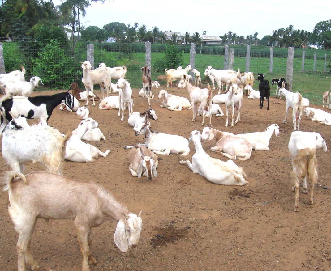 How to Become a Successful Goat Farmer? Top Tips for Commercial Goat