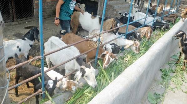 Goat Farming Business