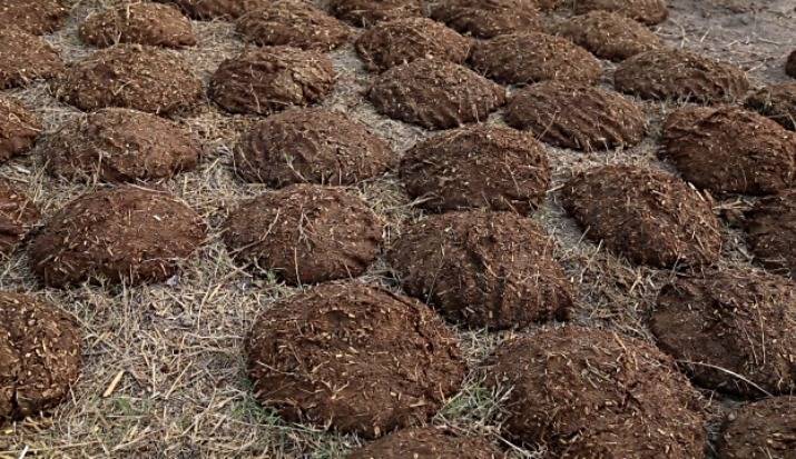 Cow Dung Cakes