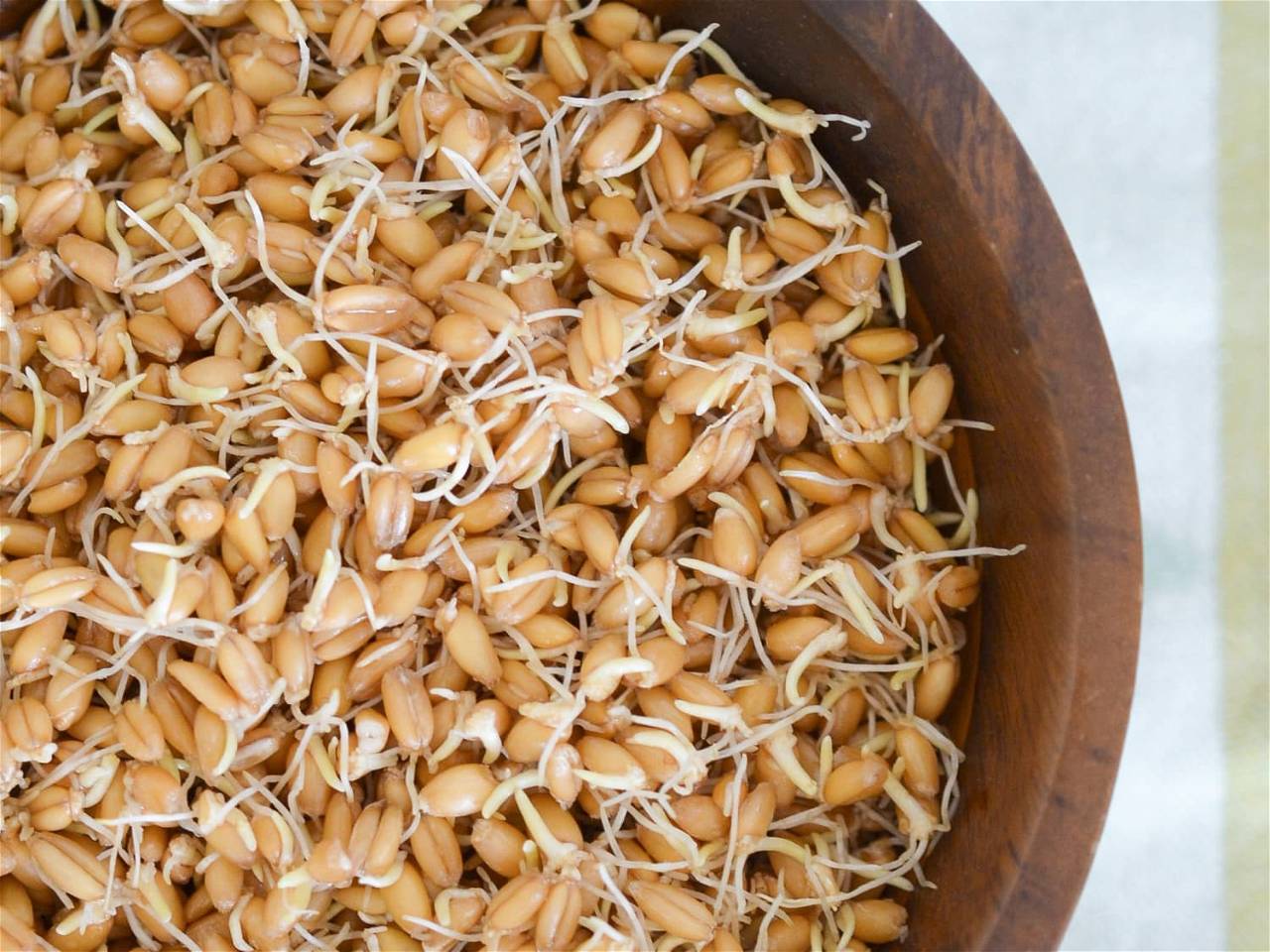 Wheat sprouts in the bowl
