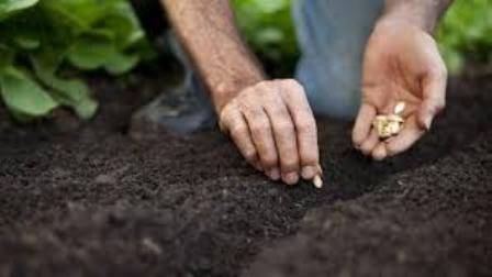 Planting Pumpkin Seeds