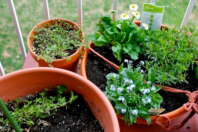 Grow Plants and Vegetables without Soil; Know How?
