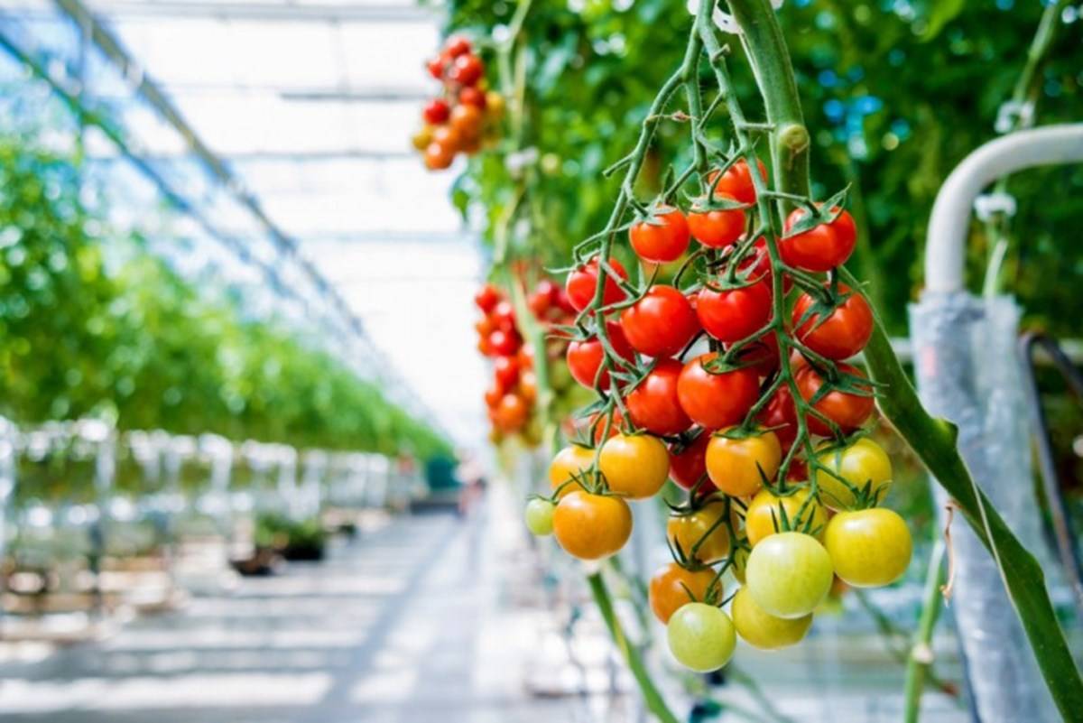 Fresh Tomato In Greenhouse