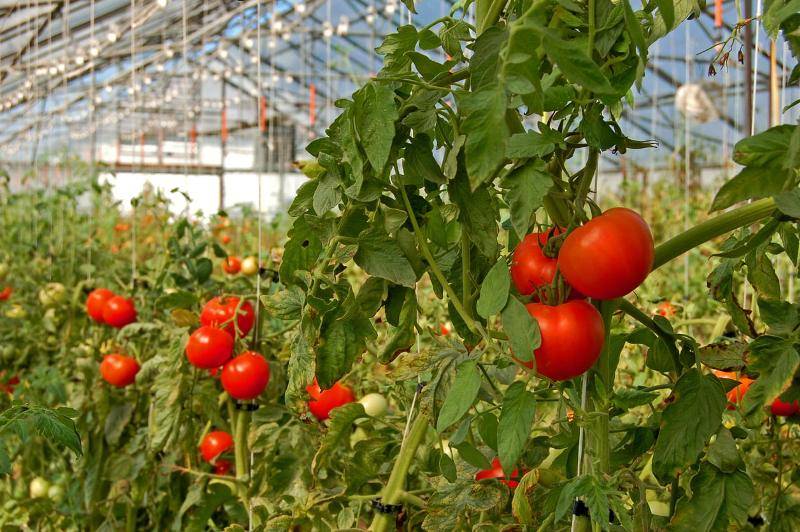 Fresh Red Tomato In On The Branch