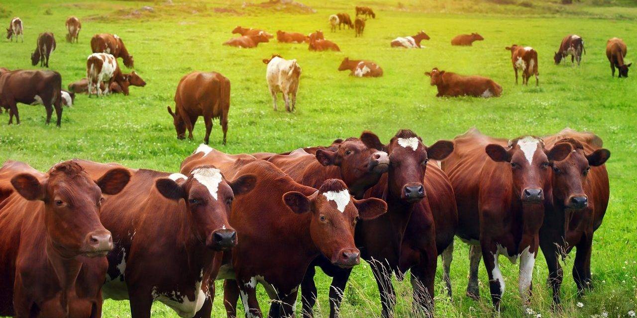 World Veterinary Day 2020Important Livestock Management Tips for ...