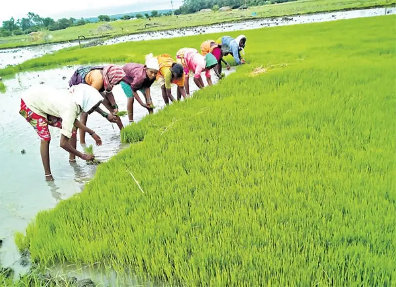 Haryana Government will give Rs. 2000 to Farmers for not Cultivating Paddy