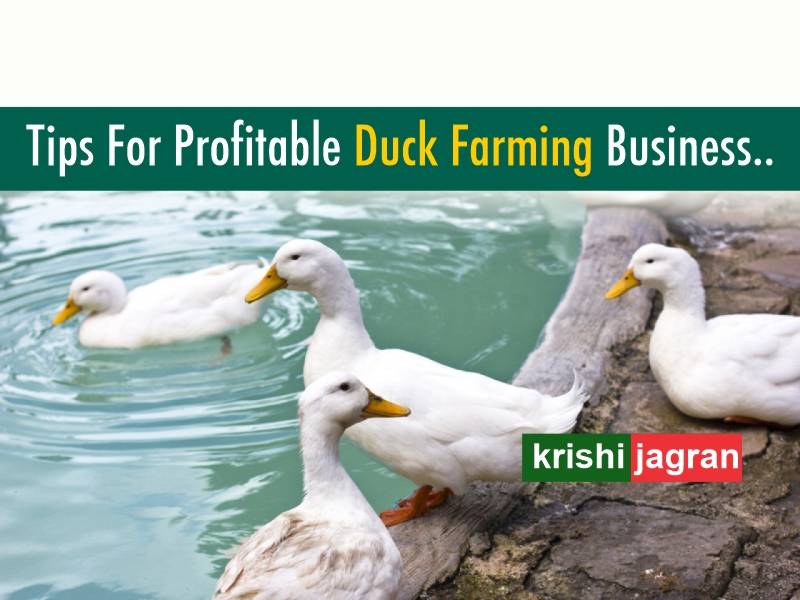 Duck Farming Tips To Earn Good Money By This Poultry Farming