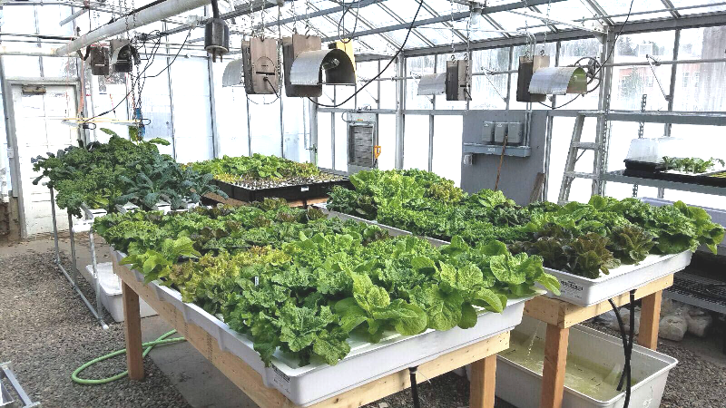 Hydroponics Farm Business