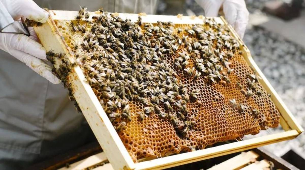 Honey Bee Farming Business