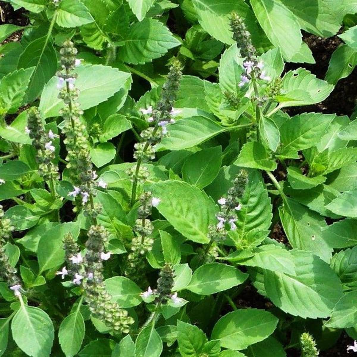 Basil leaves