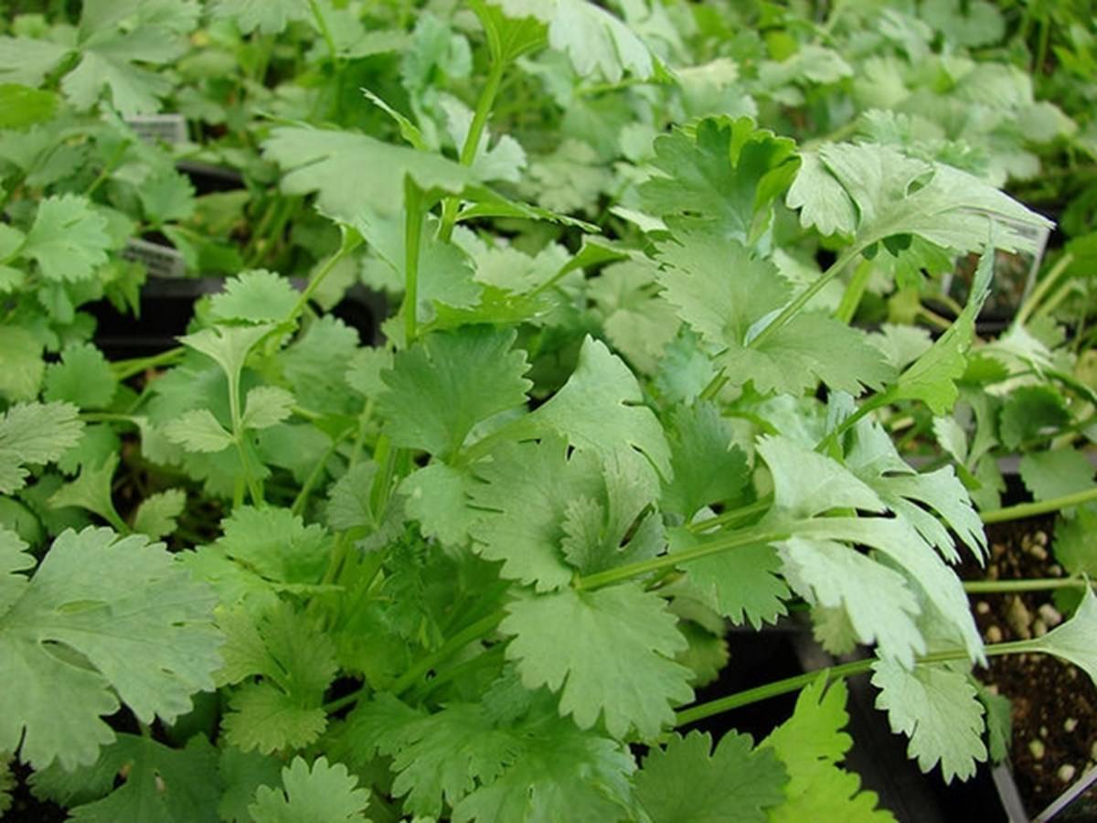 Coriander leaves