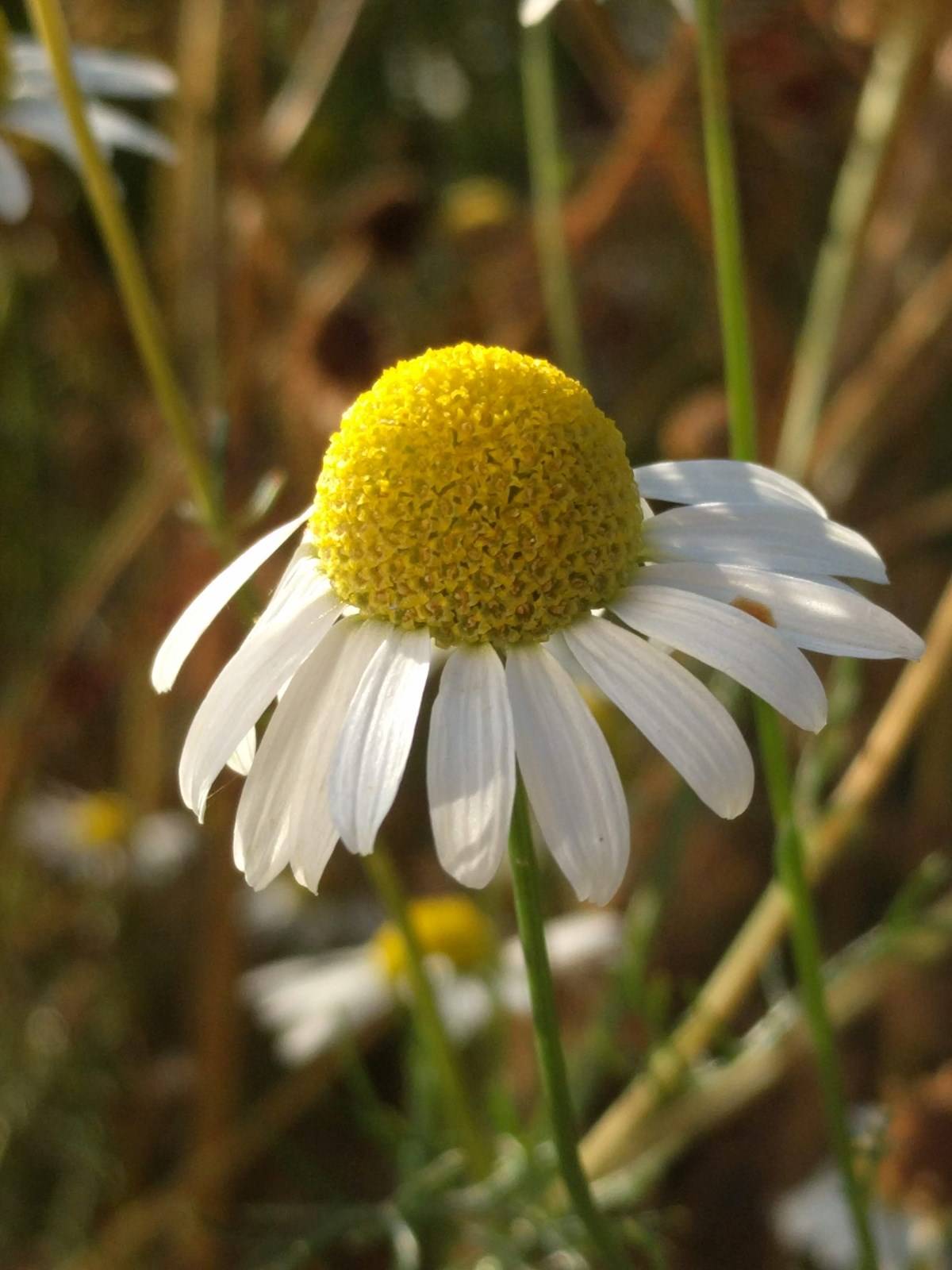 chamomile