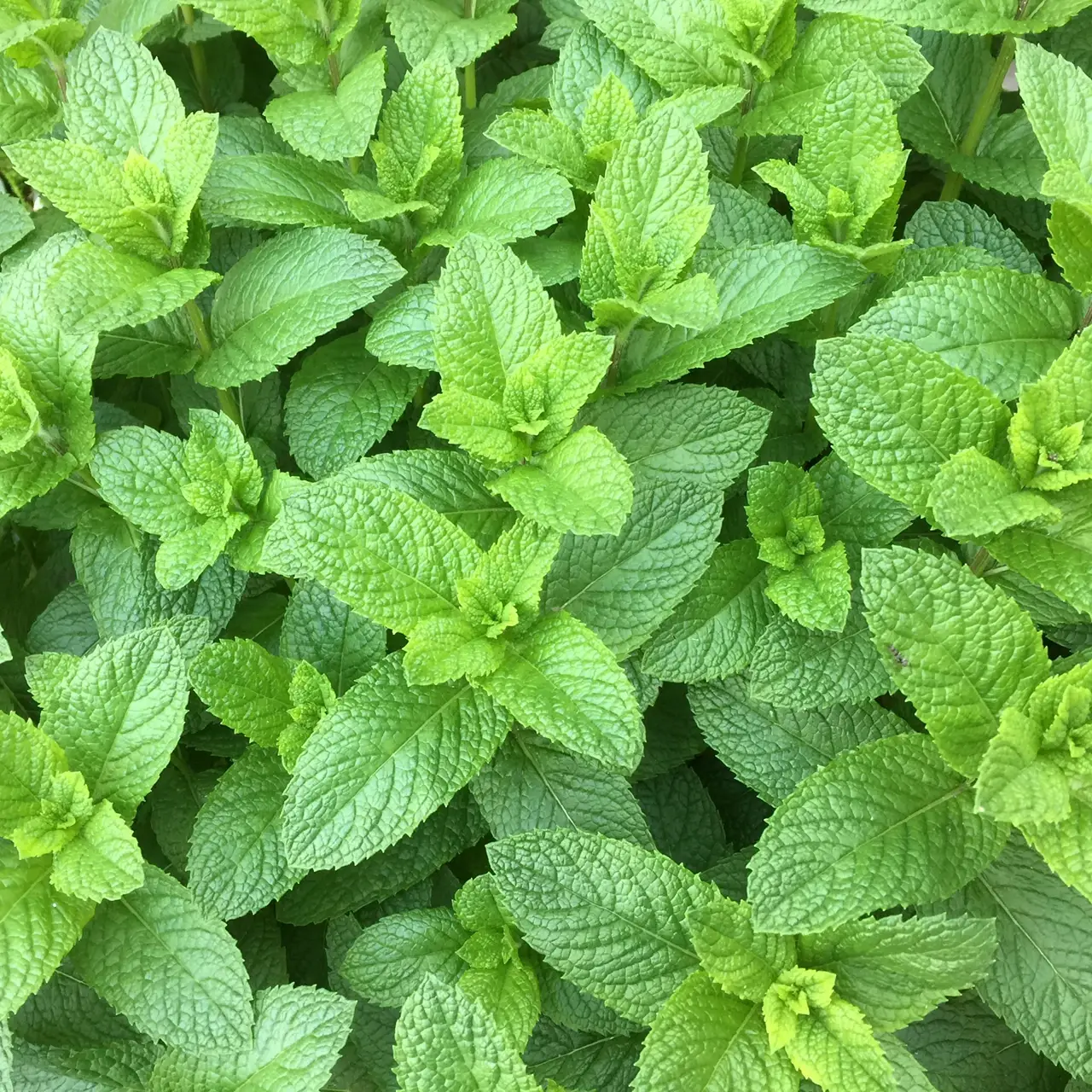 Leaves of mint