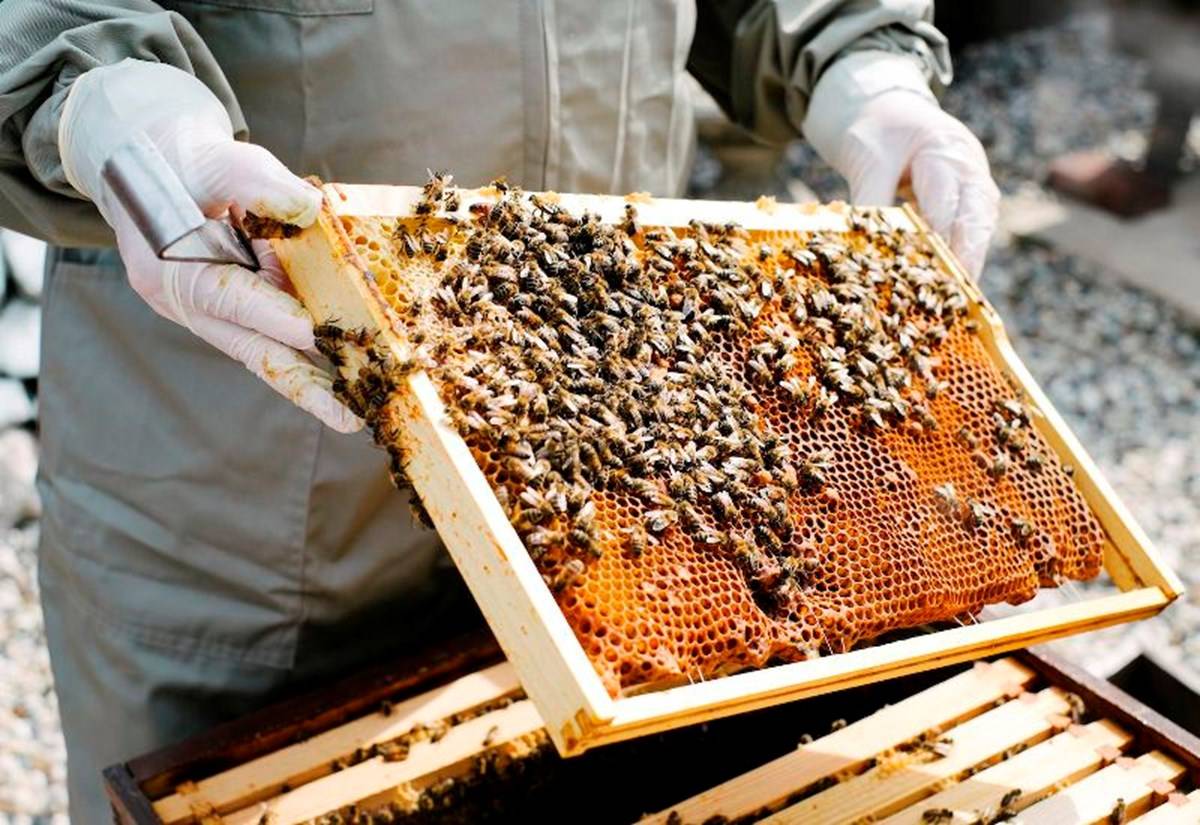 Honey beekeeping training centres
