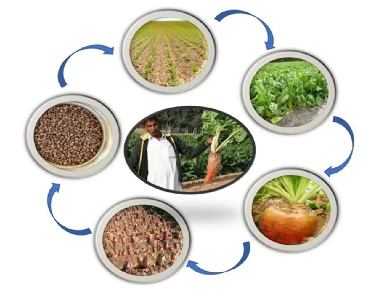 Pictorial Representation of Production Technology of Fodder Beet