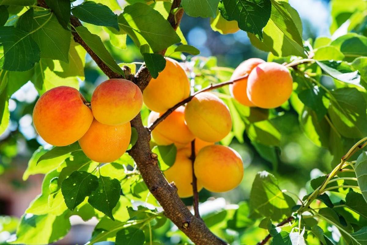 Apricot Fruits on the Branch of Tree