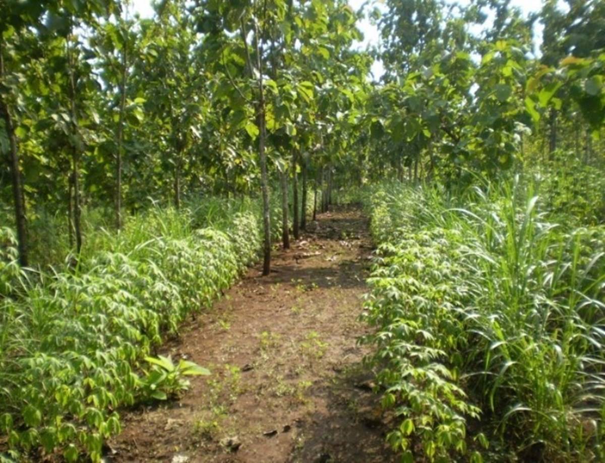 Teak Cultivation And Market Analysis