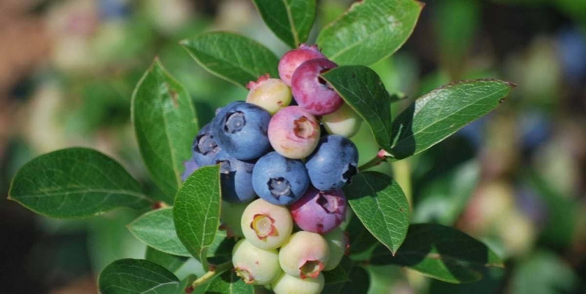 Blueberries on the plant