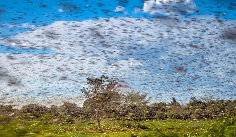 Locust Attack