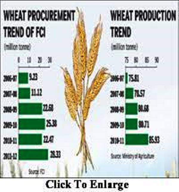 Procurement of Wheat by Government Agencies Surpasses Last Year's Figures