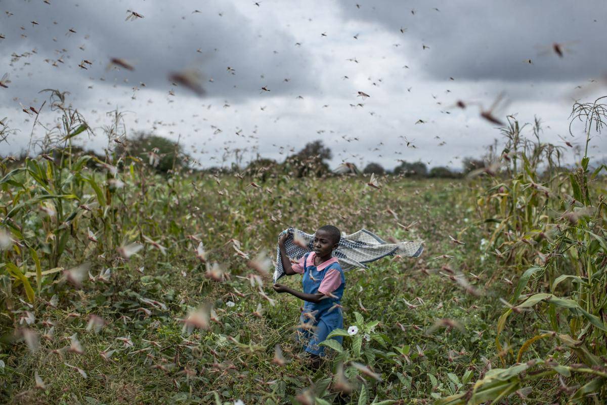 Locust Attack