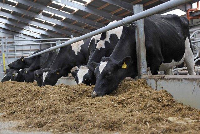 Cows having their meal