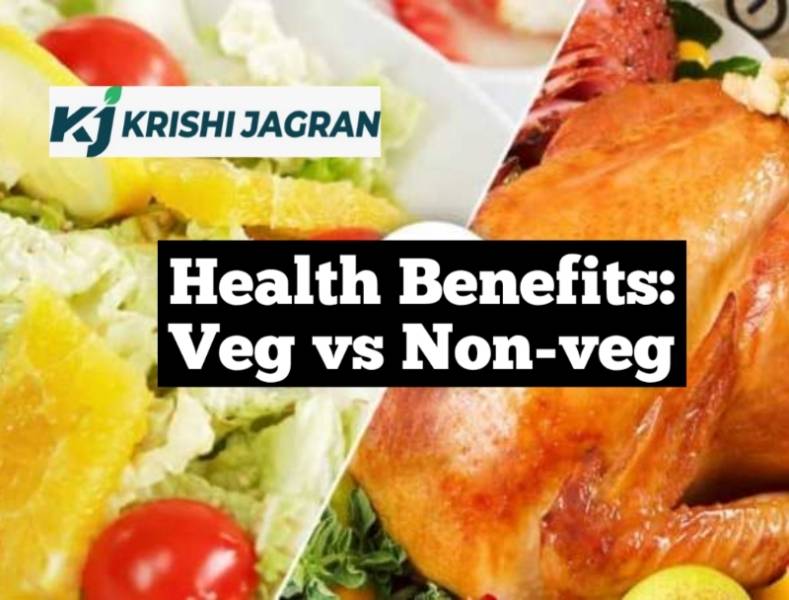 non vegetarian food is good for health essay