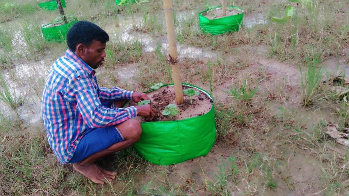 Farmer working in field