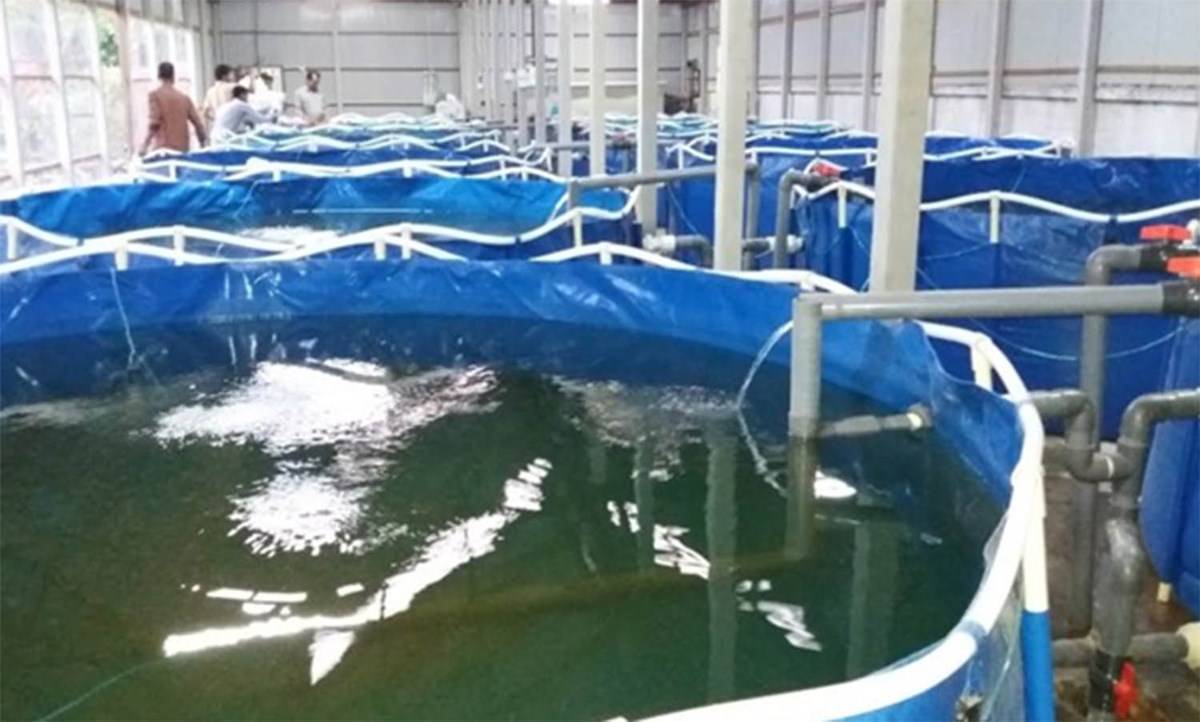 Profitable Method of Fish Farming