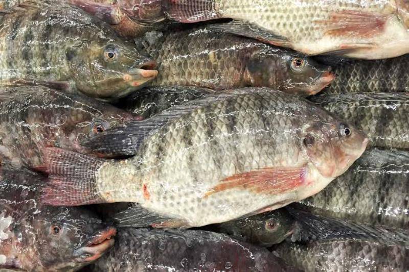 Tilapia the next big catch of Indian seafood sector  The Economic Times
