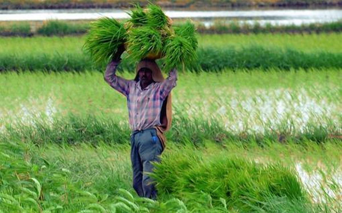 Indian Farmer - Pic Credit: Hindu Business Line