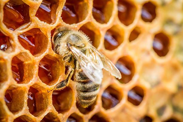 Why to Opt for Bee-Keeping ?