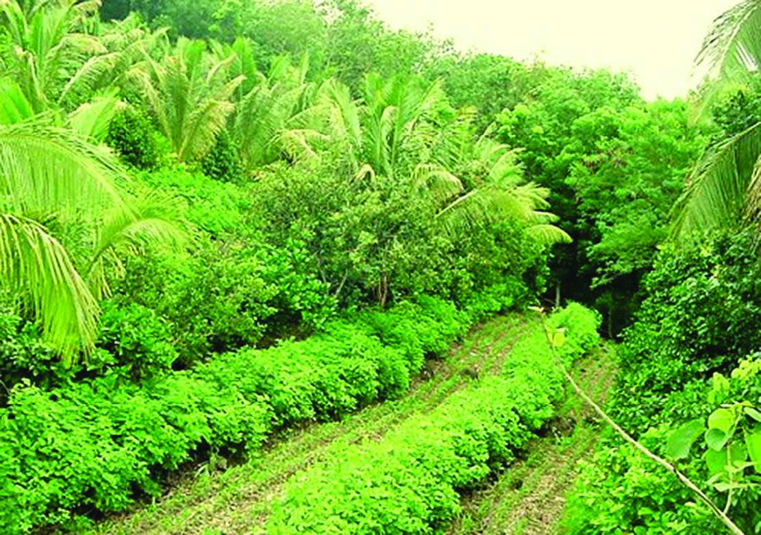 Agricultural land