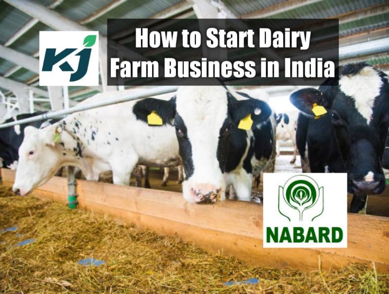 Want to Start Dairy Farm Business? Get Loan Up to 7 Lakh with 33% ...