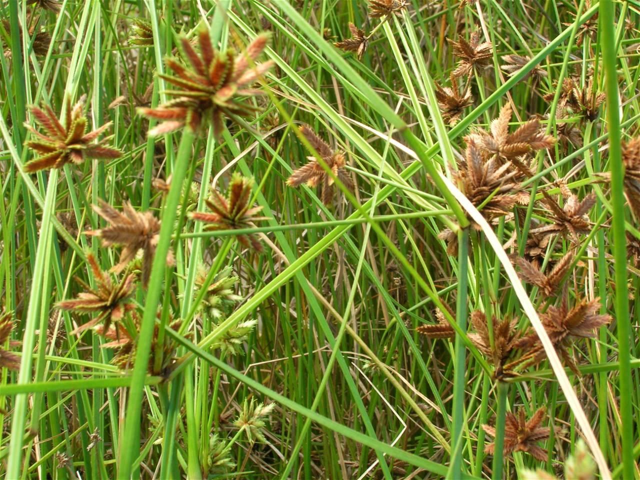 Wild Farm Plants