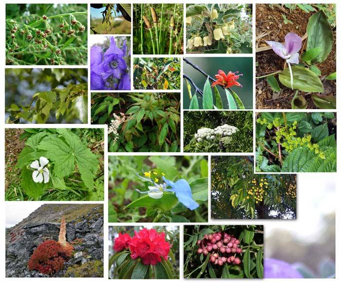 Medicinal & Aromatic Plants